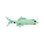 Glass Minnow
